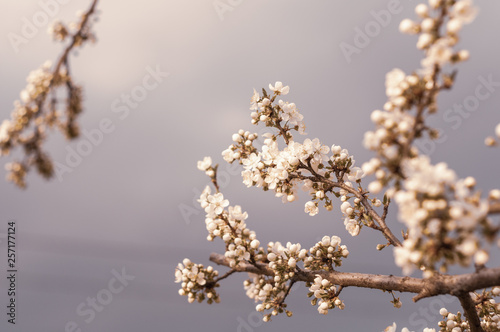 Blossoming cherry tree, a branch close-up with blooming white flowers and young green leaves against a blue sky