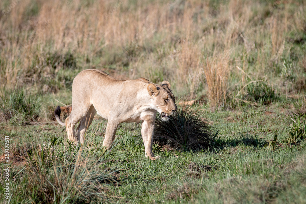 Lion walking in the grass in Welgevonden. Lion walking in the grass in Welgevonden.