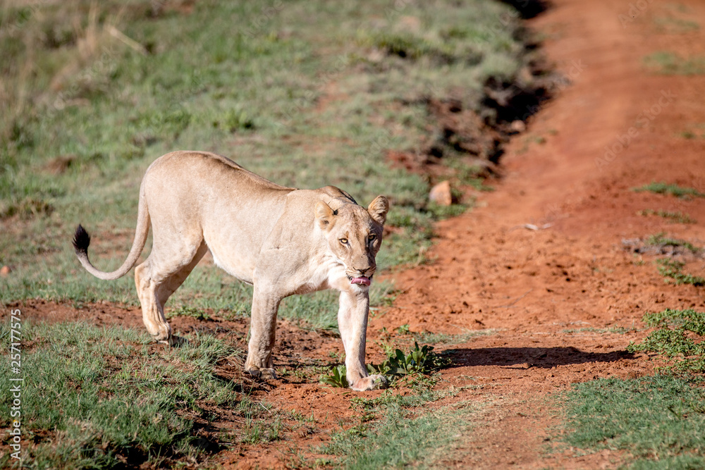 Lion walking towards the camera. Lion walking towards the camera.