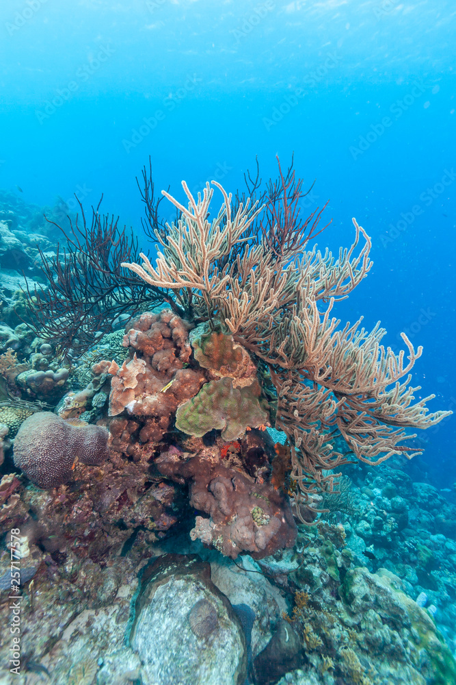 Naklejka premium Underwater coral reef with sponges