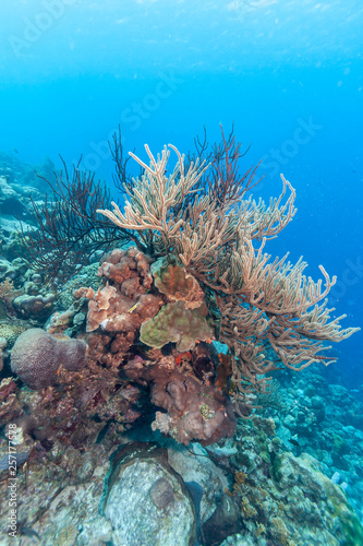 Underwater coral reef with sponges