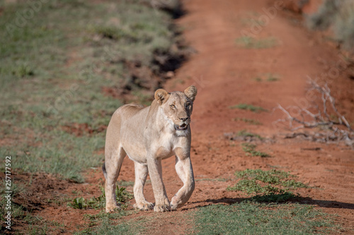 Lion walking towards the camera. © simoneemanphoto
