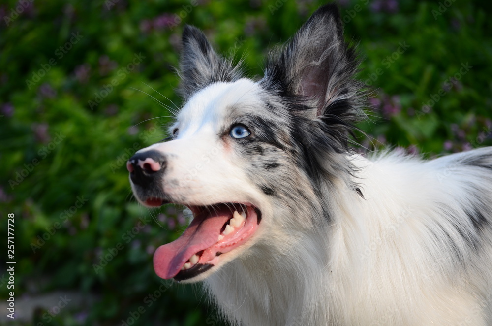 portrait of a dog