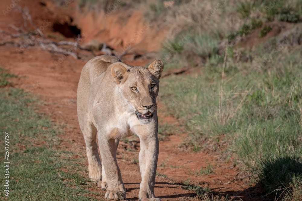Lion walking towards the camera. Lion walking towards the camera.