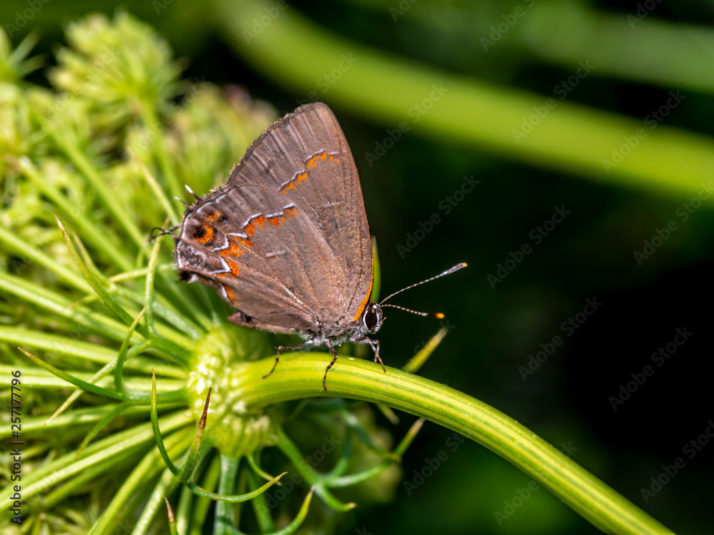 red-banded hairstreak ,Calycopis cecrops red-banded hairstreak ,Calycopis cecrops
