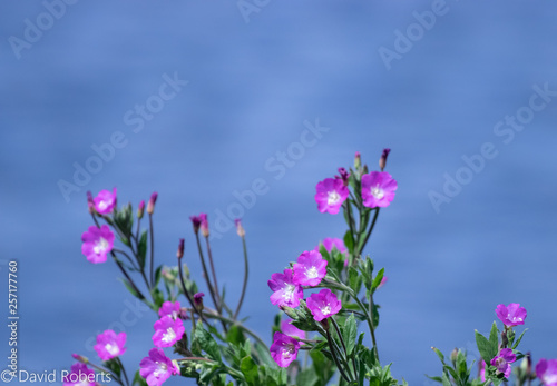 purple flowers on background of blue sky