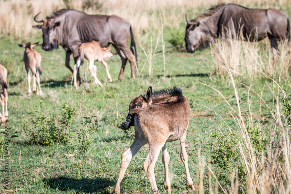 Blue wildebeest calves standing in the grass.