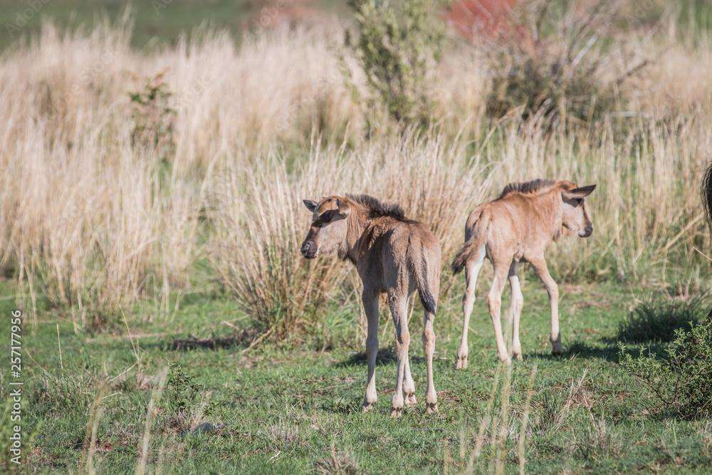 Blue wildebeest calves standing in the grass. Blue wildebeest calves standing in the grass.