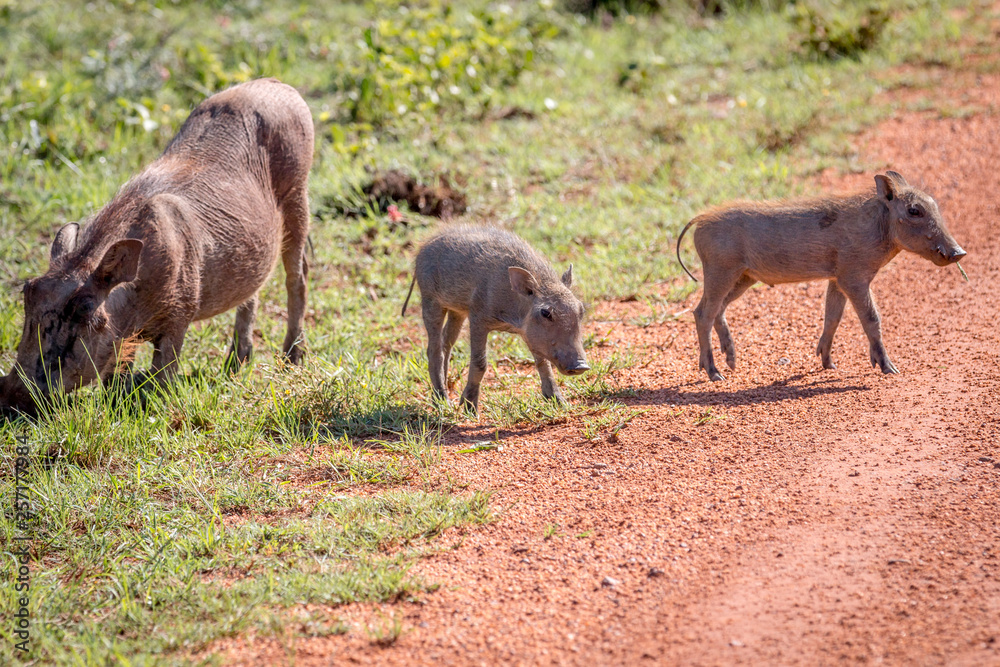 Family of Warthogs with babies. Family of Warthogs with babies.