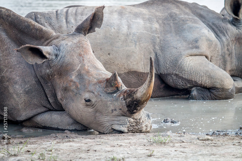 Close up of a White rhino laying down. © simoneemanphoto