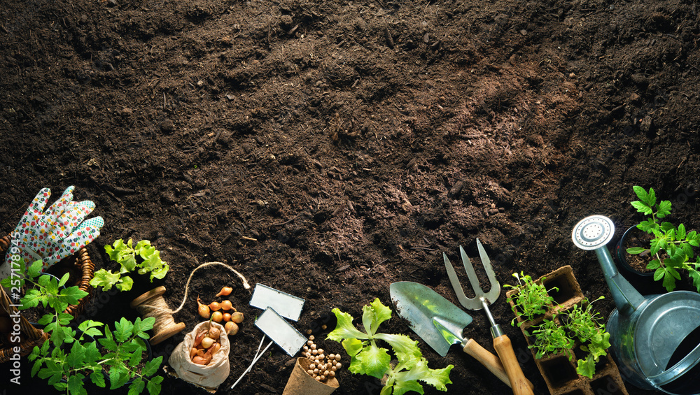 Gardening tools and seedlings on soil - obrazy, fototapety, plakaty 