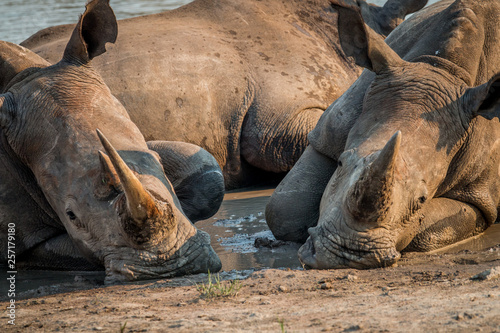 Two White rhinos laying in the mud.
