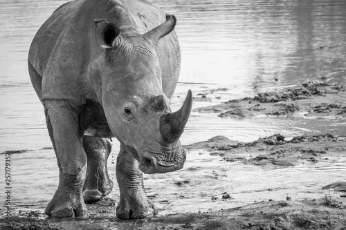 Big White rhino starring at the camera.