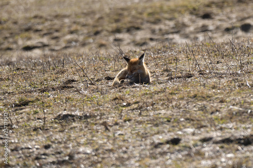 wild red fox walking on the meadow looking for food © Pavol Klimek