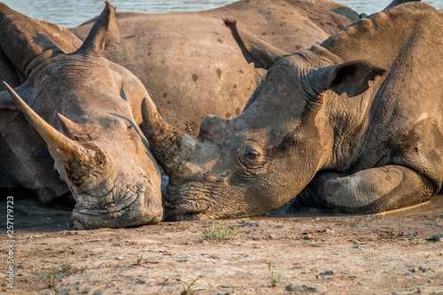 Two White rhinos laying together.