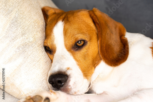 Sad dog on a couch with big ears, close up. © Przemyslaw Iciak
