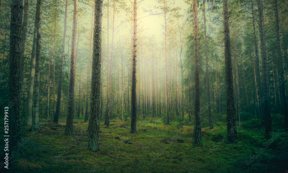 Beautiful pine forest at foggy sunrise. Tree trunks and cold mist