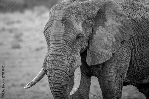 Side profile of a big Elephant bull.