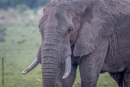 Side profile of a big Elephant bull.