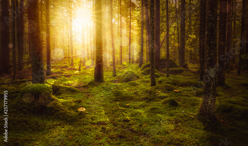 Green mossy fairytale forest with beautiful light from the sun shining between the trees in the mist. Mysterious cozy atmosphere. © Forenius