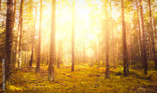 Beautiful pine forest at foggy sunrise. Tall tree trunks and strong sunlight. © Forenius