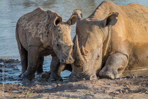 Mother White rhino with a baby calf.
