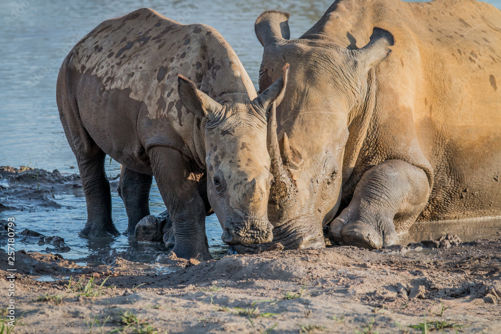 Naklejka premium Mother White rhino with a baby calf.