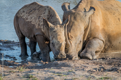 Mother White rhino with a baby calf. © simoneemanphoto