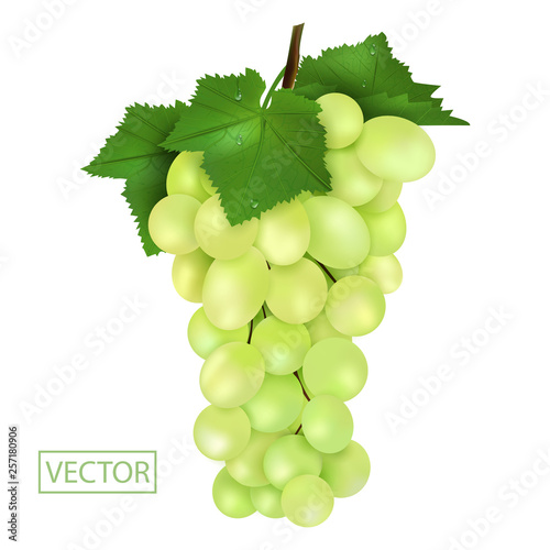 Realistic Ripe green grapes and leaves with drops. Juicy fruit 3d illustration high detail isolated on white background. Vector