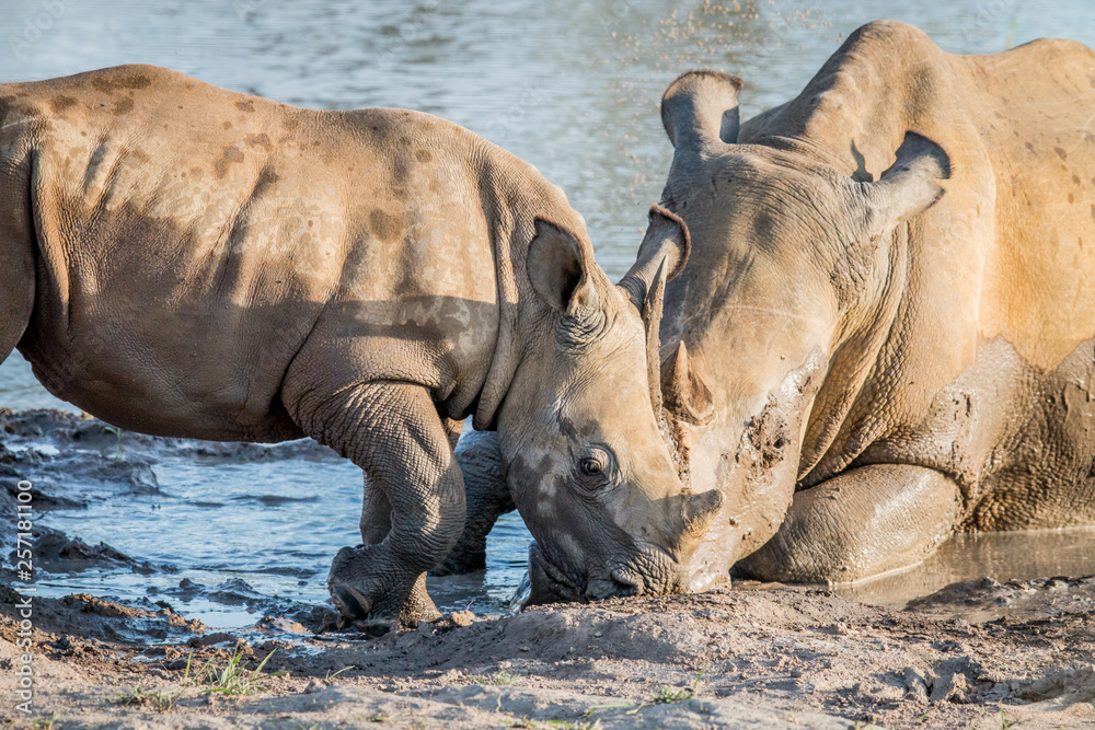 Mother White rhino with a baby calf. Mother White rhino with a baby calf.