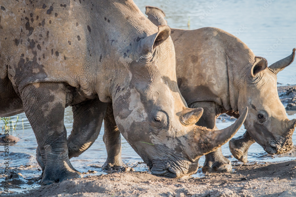 Mother White rhino with a baby calf. Mother White rhino with a baby calf.