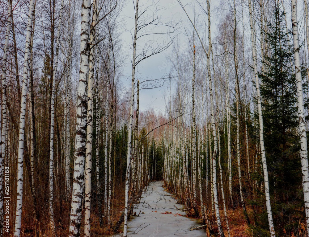 Fototapeta premium trees in forest