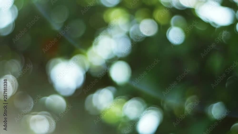 Beautiful nature green bokeh sunshine abstract blurred background, foliage plant leaves shadow swaying in the wind with sunbeam and sun flare.