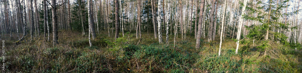 grass in a birch grove