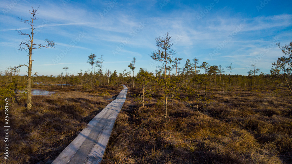 wooden road in swamp in the morning