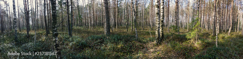 grass in a birch grove