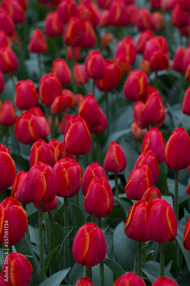 Flowers red tulips flowering on background of flowers yellow tulips in tulips field Flowers red tulips flowering on background of flowers yellow tulips in tulips field