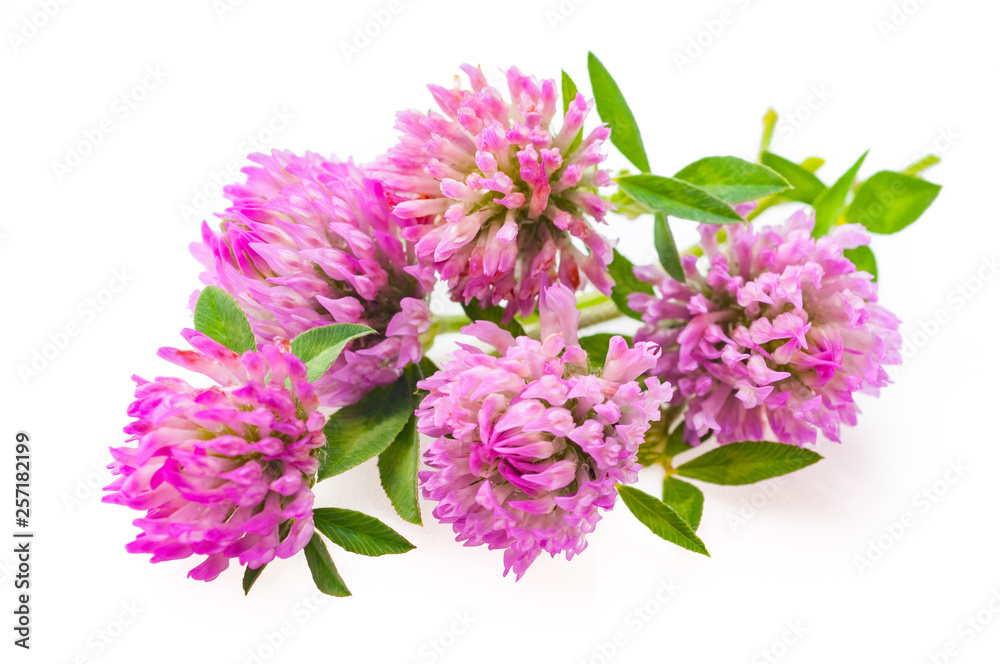 Fototapeta premium Clover flowers isolated on a white background