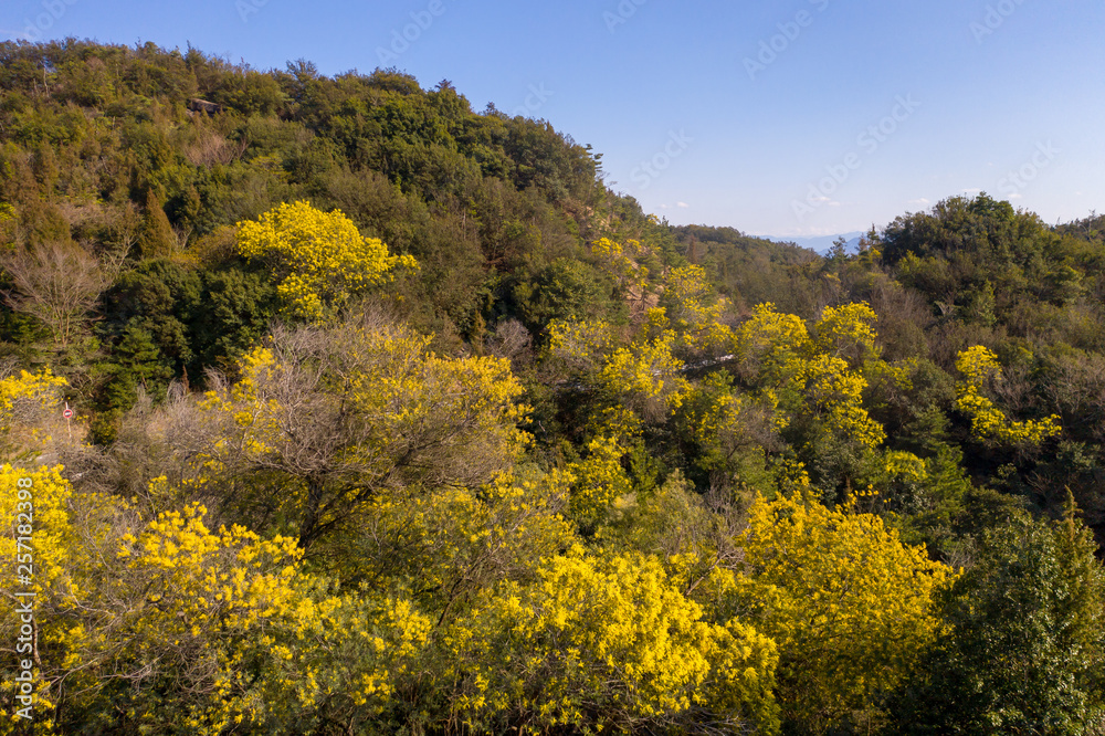 早春の青空にミモザの黄色い花がまぶしく咲き誇る様子が美しい
