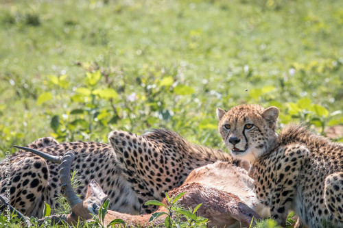 Cheetah feeding on an Impala kill.