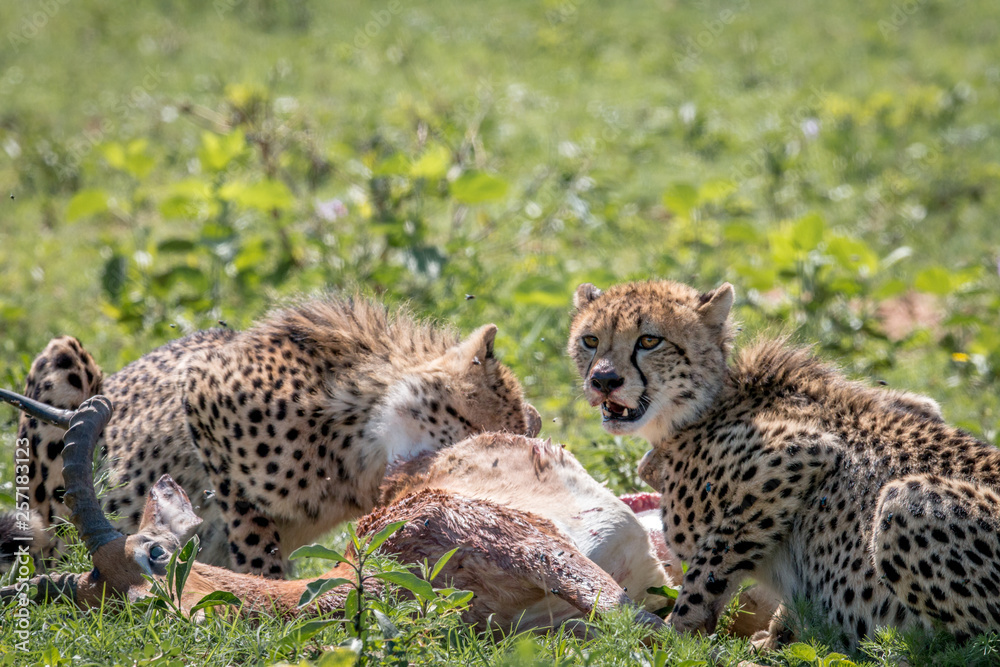 Cheetah feeding on an Impala kill. Cheetah feeding on an Impala kill.