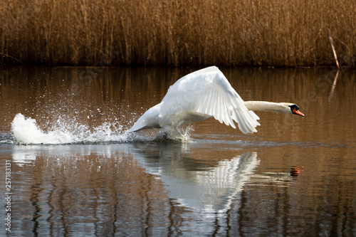 Beautiful swan in the river and or ditch the Zandwetering nearby Hengforden the Netherlands province Overijssel © Hulshofpictures