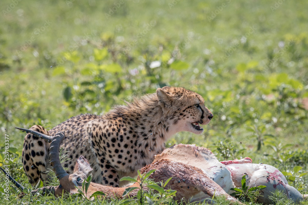 Cheetah feeding on an Impala kill. Cheetah feeding on an Impala kill.