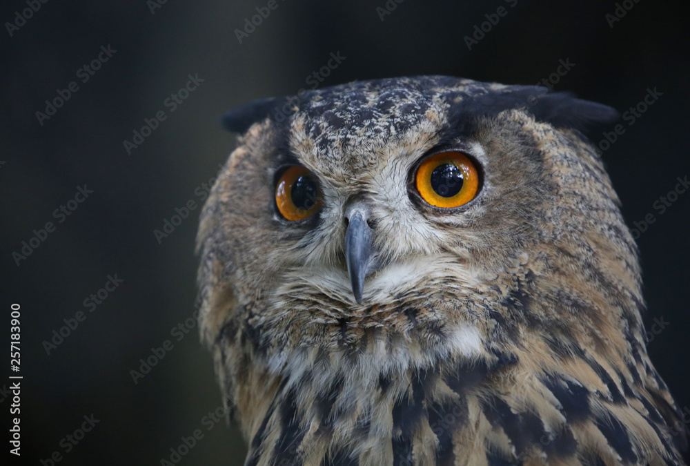 portrait of an owl; portrait of an owl;