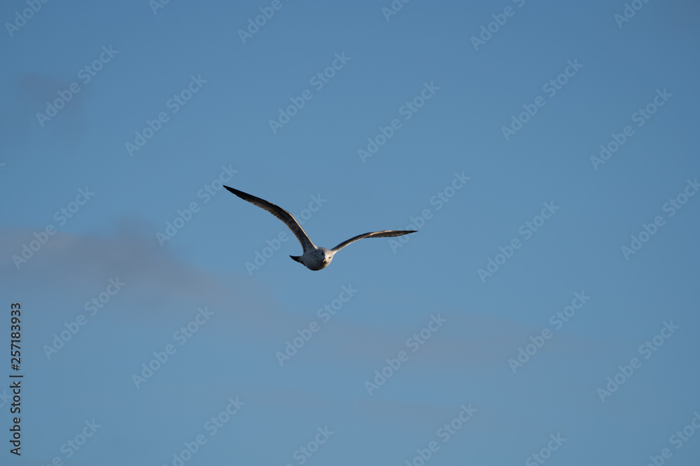 seagull flying in the blue sky seagull flying in the blue sky