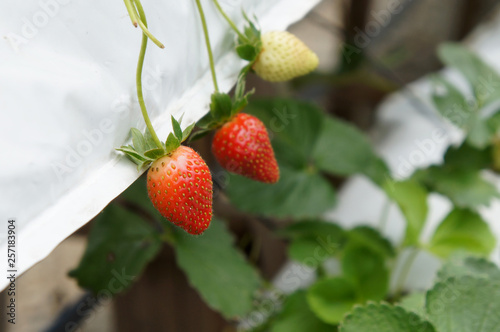 Strawberry fruits in the strawberry farm. Planted uses a multi-storey shelf to save space. Watered by using drops of water from the small polyvinyl pipes. 