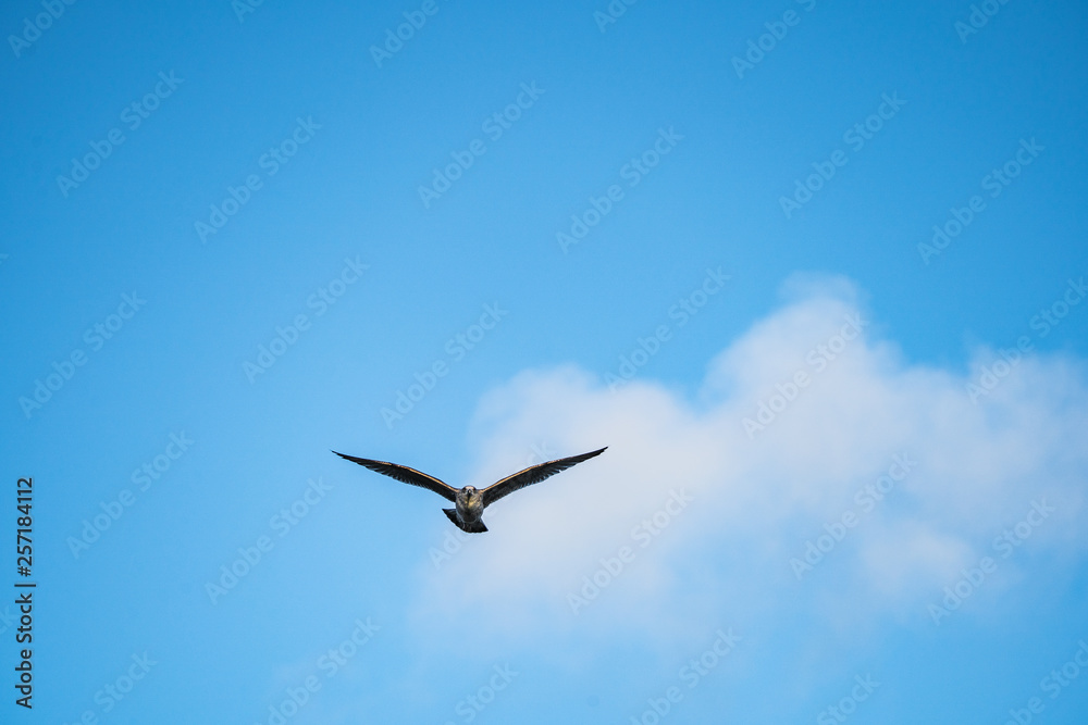 seagull flying in the blue sky seagull flying in the blue sky