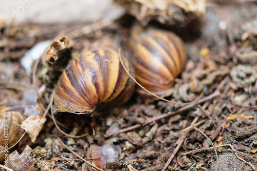 Snail shells that were abandoned in the garden photo