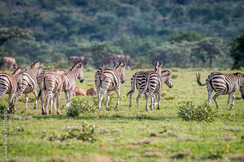 Herd of Zebras on a grass plain.