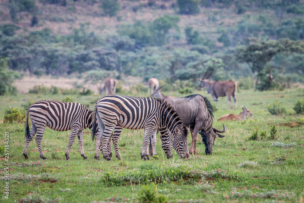 Fototapeta premium Zebras, Blue wildebeests, Elands on a grass plain.